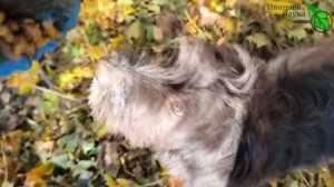 ЛУЧШЕ НАВОЗА! ДЕЛАЕМ ЛИСТОВУЮ ЗЕМЛЮ: инструкция по шагам. Опавшие листья не сжигаем и не выбрасывае