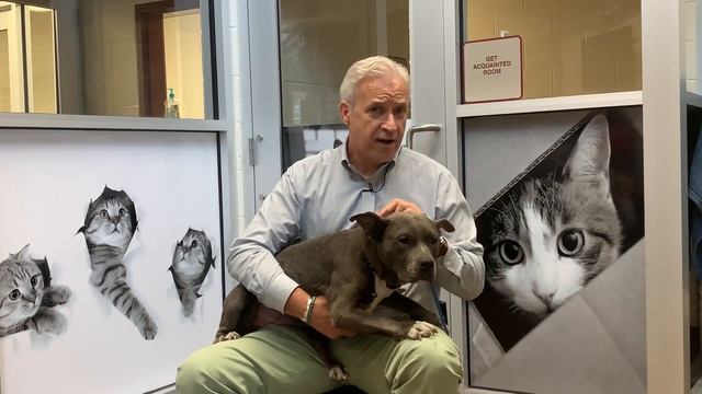 Adoption Plea from Charleston Animal Society CEO смотреть онлайн