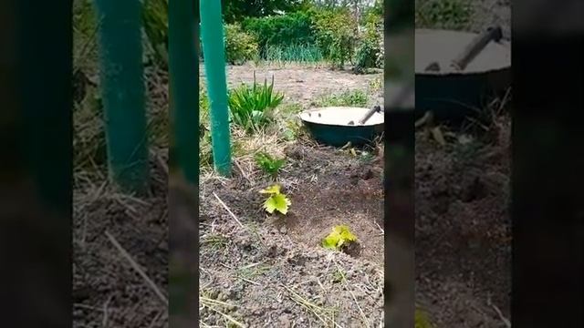 Размножение винограда отводком. Часть 1. смотреть онлайн