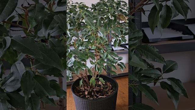 Oecophylla smaragdina | Zwischenbericht | Antbaron смотреть онлайн