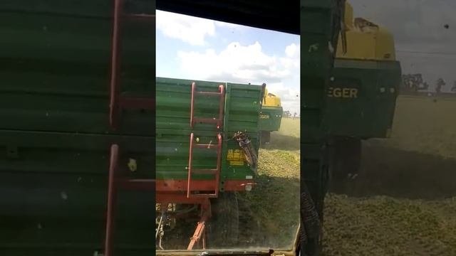 Уборка зеленого горошка смотреть онлайн