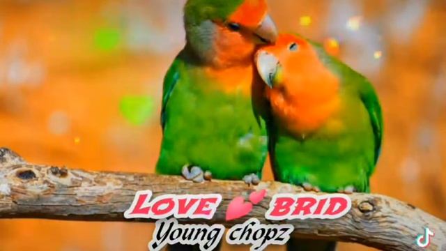 love bird смотреть онлайн
