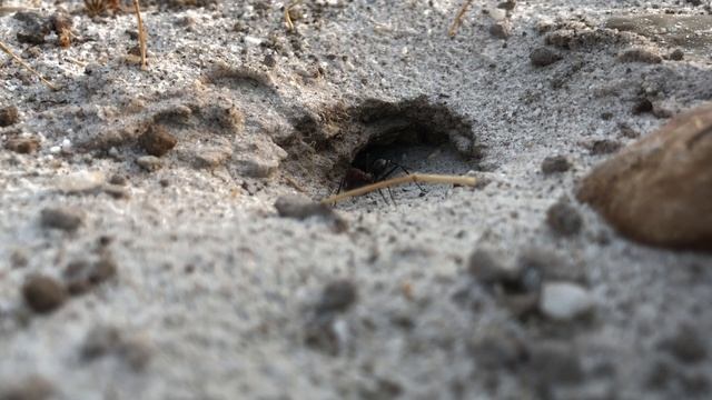 Cataglyphis Sp in Bodrum, Turkey смотреть онлайн