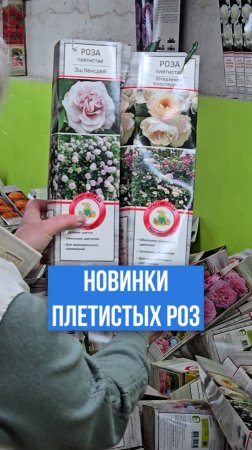 ТРИ НОВИНКИ плетистых роз!