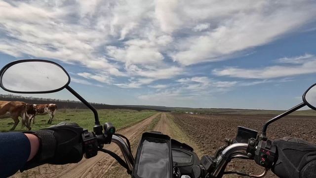 Почему собаки гоняются за мотоциклистами? смотреть онлайн