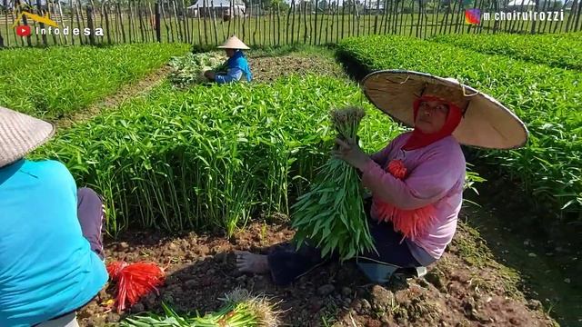 Tehnik penyiraman tanaman kangkung versi Pak Sugeng  || Cukup 2 kali Siram Sampai panen