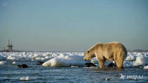 Спасите белых медведей.