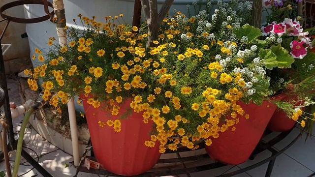Care of Thymophylla Plant / Dahlberg Daisy || Fun Gardening