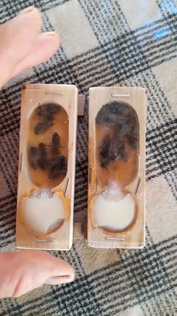 КАРНИКА #bee #пчелы #пчеловодство #матки #beekeeping #пасека смотреть онлайн