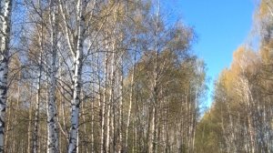 Леса Владимирской и Рязанской области