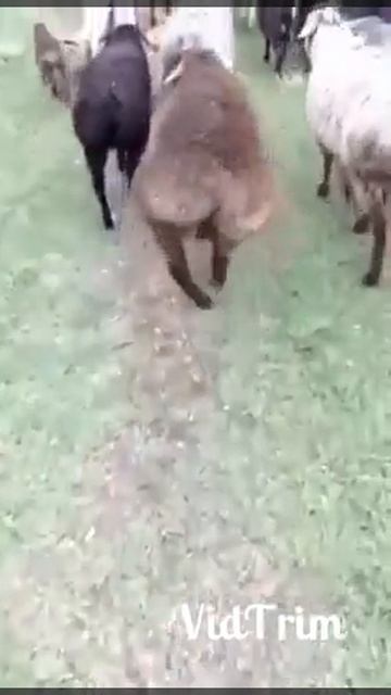 Я иду такая ВСЯ....... смотреть онлайн