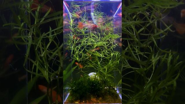 孔雀魚難產怎麼辦？怎麼判定？孔雀魚難產原因和解決方法