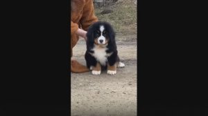 щенки Бернского Зенненхунда