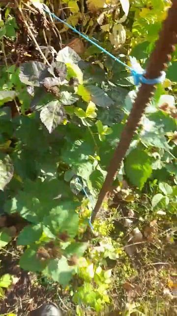 Ежевика Блэк Джем рем смотреть онлайн