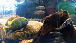 Big Malawi Cichlids Aquarium