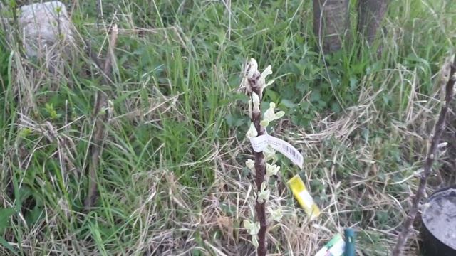 КУПИЛА ДОМ В ДЕРЕВНЕ / Сосед вспахал мне огород Прикопала саженцы #хочувдеревню #домвдеревне