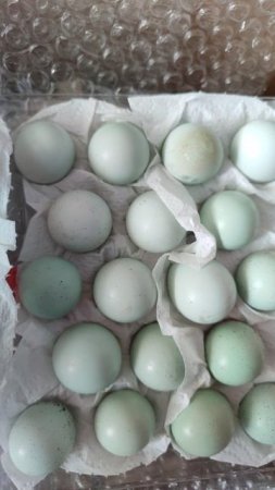 Голубые перепелиные яйца породы Селадон купила для инкубации.
