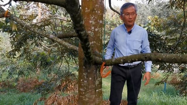 Sistem Busut Durian 8 Tahun Part 2/mounding System 8 Years Part 2/8年丘系莲园 第2部分 by Sifu Lim смотреть онлайн