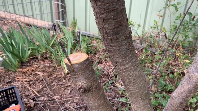 Changing cherry variety bark grafting смотреть онлайн