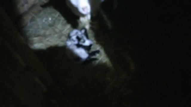 Началась весна. Первый козлёнок. Съехал снег с крыши. Деревенская дорога. смотреть онлайн