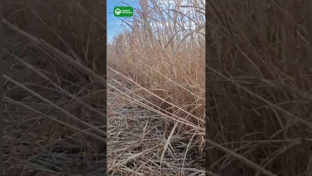 Обзор питомника мискантуса гигантского 23 марта