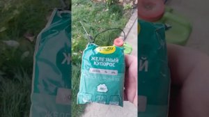 обработка винограда перед зимовкой