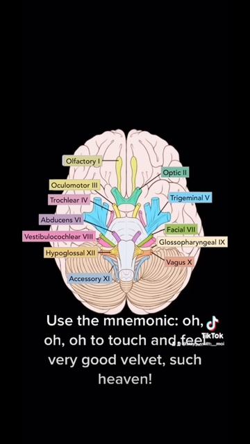 ANATOMY HACKS: Memorise the cranial nerves [Mnemonic] смотреть онлайн