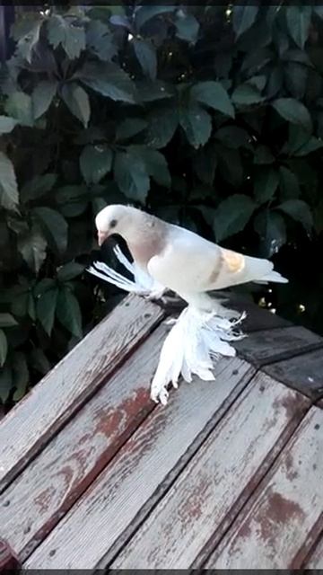 Молодежь 2019 Голуби Хасана Касымова. Самый бойные в Казахстане. смотреть онлайн