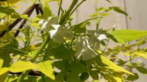Jasmin in full bloom: Star jasmin and Fiona Sunrise Jasmin