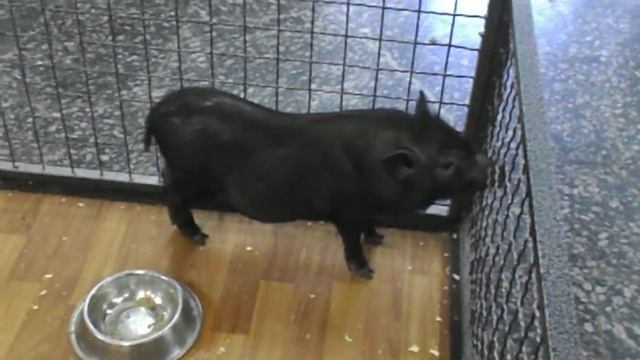 мини пиг потап смотреть онлайн