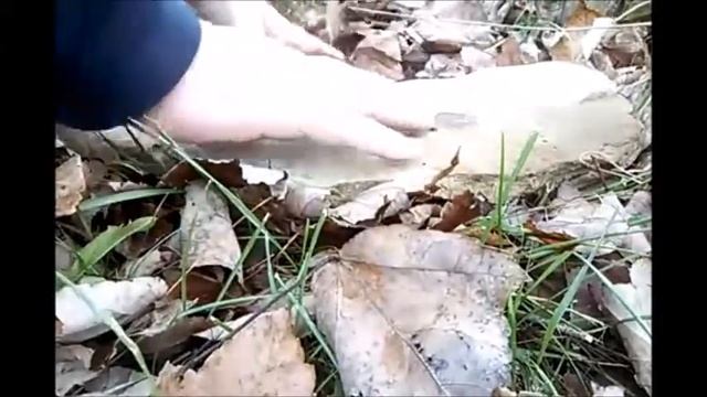 Rudiger Roll Video 56 : Walnut Husk - Natural accelerant - Fire Roll Friction Fire No Tools смотреть онлайн