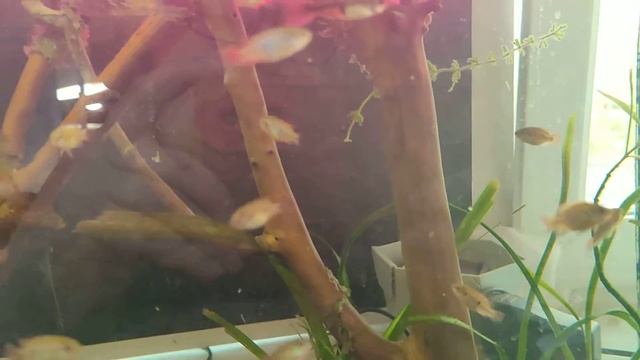 Хромис Красавец. видео для авито смотреть онлайн