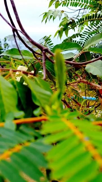 Agati / Dok khae / Katurai / Sebasnia grandiflora white / Vegetable hummingbird / West Indian pea