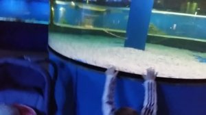 В акварюме живая акула.В г.Иваново