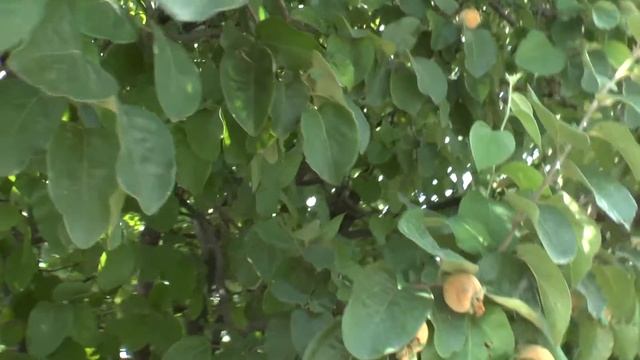 Quince tree - grow, care, harvest and eat смотреть онлайн