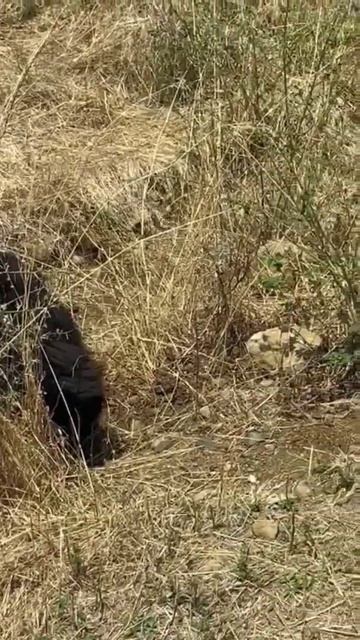 Asian black bear #viralvideo #shorts смотреть онлайн