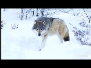 Мы родились в Сибири//праздник затянулся//обзор канала