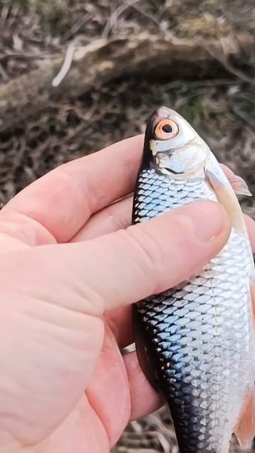 Первая весенняя плотва !!! смотреть онлайн