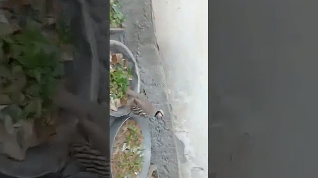 Сурака пеш аз равон кардан як сар додем смотреть онлайн