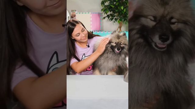 Весёлые питомцы!🐶🐱