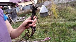 Сажаем Смородину ЧЕРНУЮ 🌱 Сорт Ювілейна Копаня 🌿 Часть 2