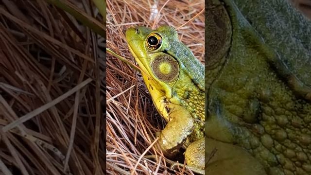 Northern Green Frog-Lithobates clamitans