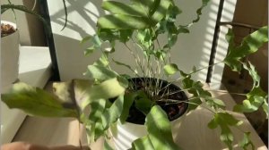 №25. Видеоответ Флебодиум Блю Стар.