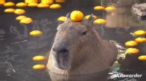 Песня Капибары Песня Капибары | С текстом