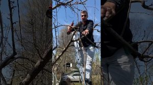 Как обрезать вертикальные ветви которые вырастают после обрезки на яблоне и груше