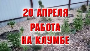 20 апреля. Прополола и прорыхлила клумбу