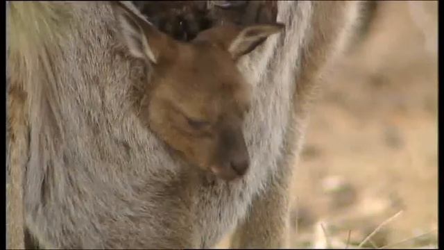 Magnificent Islands Of Australia DVD Greeting Card Preview