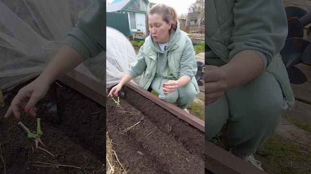 КАК ВЫСАДИТЬ РАССАДУ ЛУКА ПОРЕЯ НА ГРЯДКУ ВЕСНОЙ смотреть онлайн