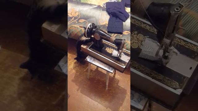 Кот Рыс смотреть онлайн