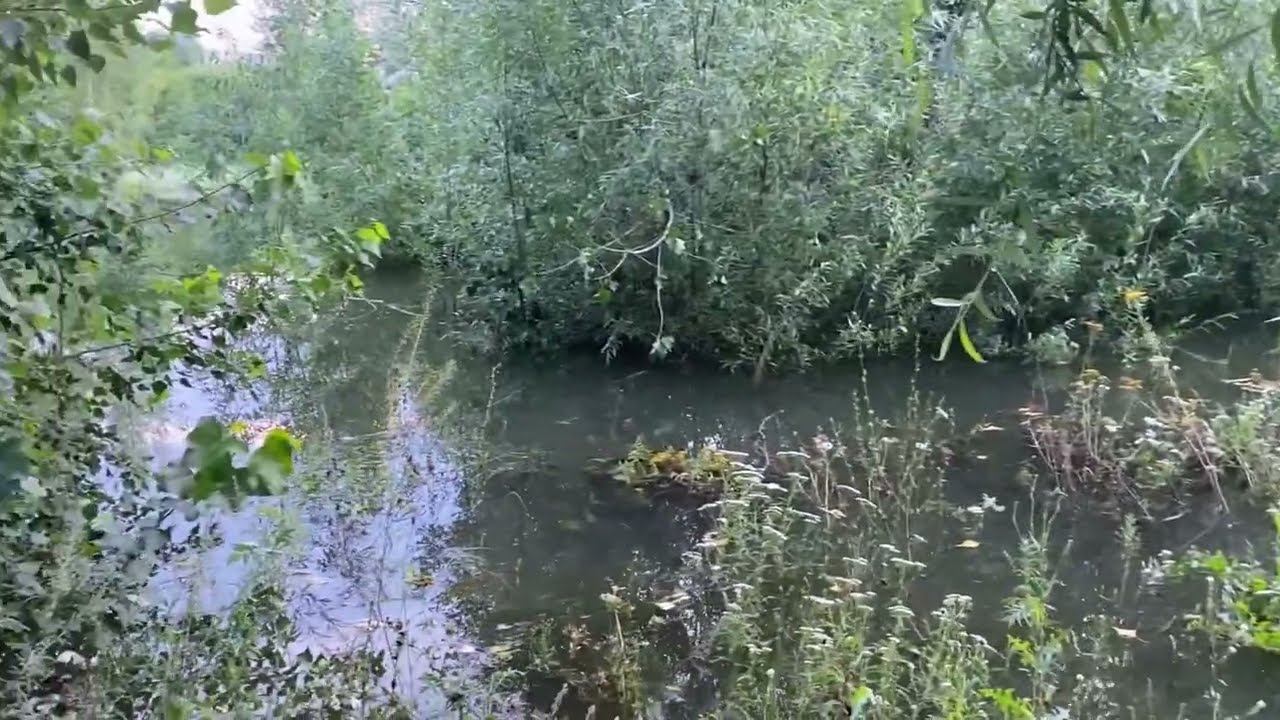 29.07.2024 и снова о реке и дожде… Вода прибывает! смотреть онлайн